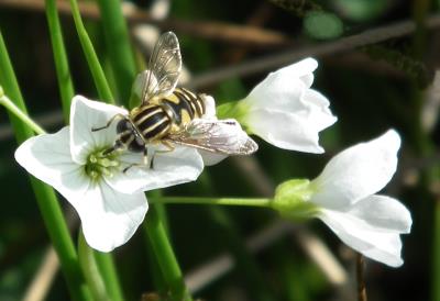 147 HOVER FLY.jpg